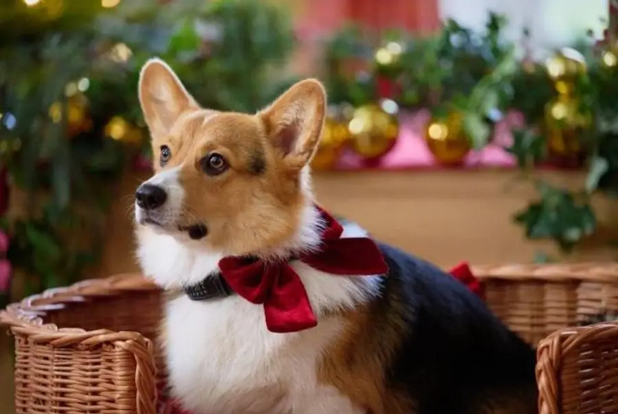 Un corgi sotto l'albero film attori