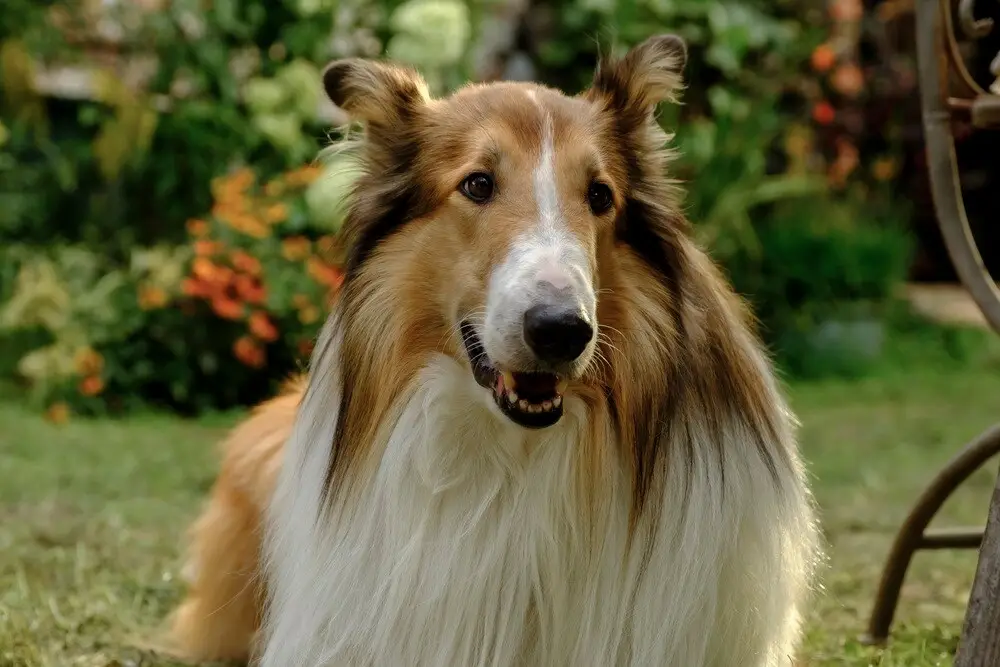 Lassie Una nuova avventura film finale