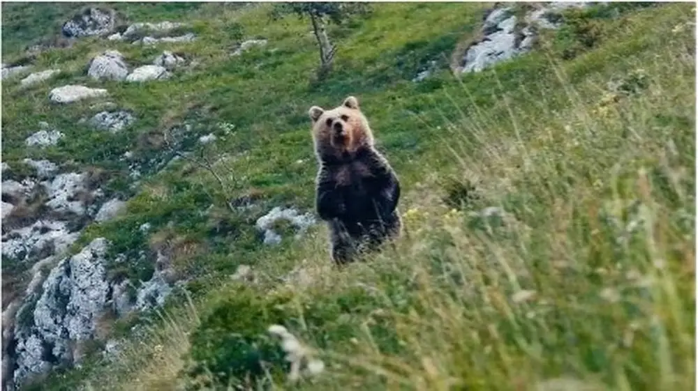 Pericolosamente vicini film attori